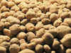 West Bengal's potato production may jump to 110 lakh tonnes