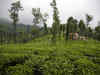 Frost in Munnar to hit tea production in Q4