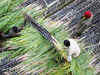 Uttarakhand CM Harish Rawat asks sugarcane farmers to use good quality seeds