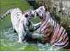 White tigress mates with Royal Bengal tiger, delivers cubs