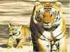 UP plans 4th tiger reserve, may get big cats from Panna