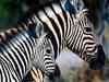 Zebras black stripes help them stay cool