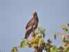 Vultures find new home at Gandhisagar Sanctuary in MP