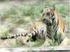 India's tiger population increases by 30% in past three years; country now has 2,226 tigers