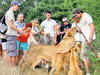 Are you a daredevil? Then take a guided walk with lions in Mauritius's Casela Nature Park