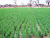 50 lakh metric tonne paddy procured in Chhattisgarh