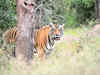 Odisha government faces criticism over dwindling tiger population