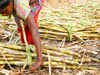 Food Ministry approves proposal to increase export subsidy on raw sugar to Rs 4,000/tonne