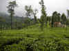 Dry weather affects tea production in Kenya; may bring relief to Indian producers