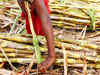 Sugar output rises by 15% to 13.48 mn tonnes in October-January
