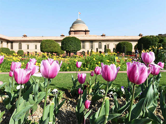 Fully bloomed tulips at the Mughal Gardens