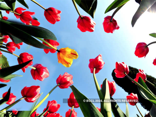 Tulip flowers blooming at Mughal Garden