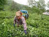 SBI to finance small tea growers in the northeast