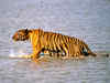 Environmental loss in Sundarbans worth Rs 1290 crore: World Bank
