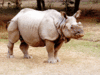 Bengal mulls two-way approach to stop rhino-poaching