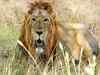 Gujarat soughts Centre’s nod for Rs 150-crore lion conservation plan