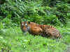 India's tiger success story may be based on shoddy science