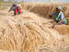 Quality of wheat crop likely to improve even as area under plantation shrinks 2.3%