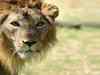 Property owners around Gir sanctuary move HC