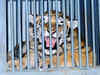 Madhya Pradesh minister wants law allowing people to keep tigers as pets