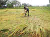 Unseasonal rains spell disaster for rabi crops
