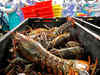 Seafood exporters see achhe din