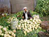 Prices of leafy, other vegetables up by 67%