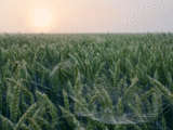 Tech-savvy farmer saves wheat crop in Chandigarh