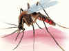 Mosquitoes not Maoists, kill most men in "Red Zone"