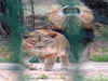 Lion Nakula attacks animal keeper V Krishna in Bengaluru's zoo