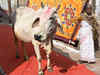 10 years in prison for cow slaughter