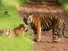 Government's approach towards tiger conservation needs massive overahaul