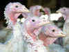 Bird flu alert in UP after 350 birds die