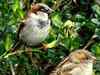 World Sparrow Day: Will sparrows ever return to this temple named after them?