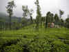 Global tea prices to rise on scanty rainfall in India