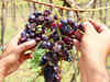 Wineries like Sula Vineyards buying Maharashtra’s damaged grapes