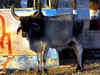'Super bulls' to satiate taste for beef in the US