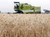 Wheat procurement to fall 10 per cent in March: FCI