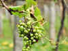 Grape farmers campaign to make brandy more authentic
