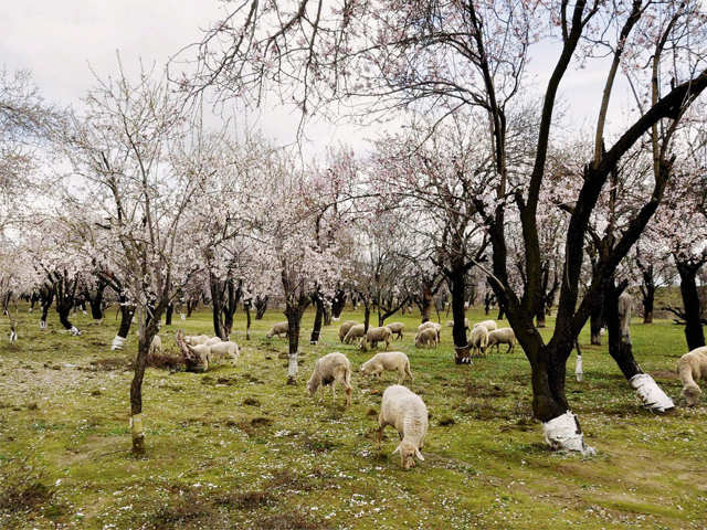 Spring in Srinagar