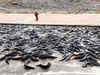 Farmers continue to rear catfish despite ban in Bengaluru