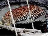 Leopard trapped in Jalpaiguri, released in forest