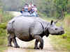 Rhino population up in Kaziranga National Park despite poaching