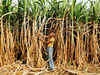 Gujarat registered negative growth in agriculture in 2012-13: CAG