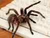 India's largest trapdoor spider found in Gujarat's Dang