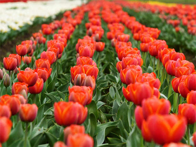 Ten lakh tulips have been planted in the garden
