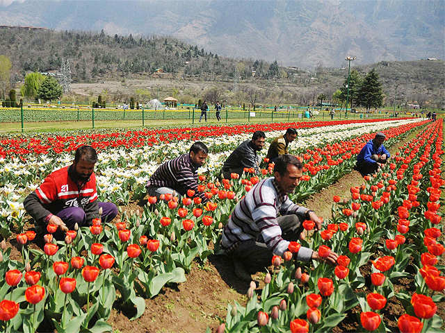 Imported three lakh fresh bulbs from Holland