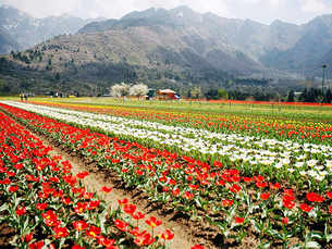 Siraj Bagh: Asia's largest Tulip garden opens up for visitors