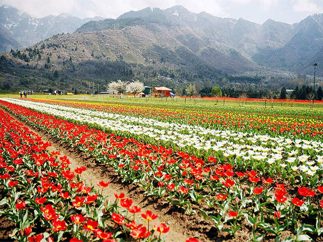 Asia's largest Tulip garden situated on the banks of Dal Lake
