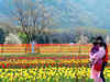 Asia's largest Tulip garden opens up for visitors
